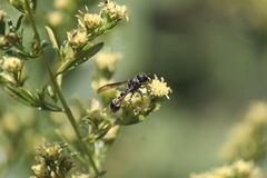 Zethus nigricornis