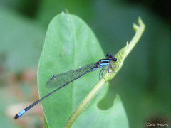 Acanthagrion