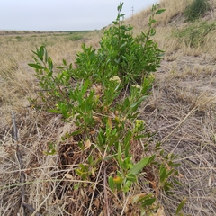 Tessaria dodonaeifolia