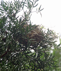 Nectarinia famosa