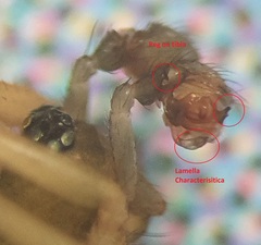 Agyneta simplicitarsis
