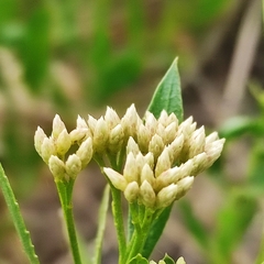 Tessaria dodonaeifolia