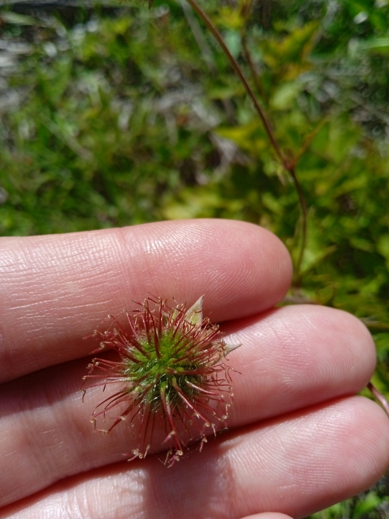 Geum boliviense