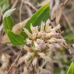 Tessaria dodonaeifolia
