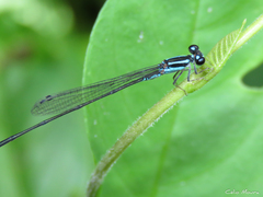 Acanthagrion