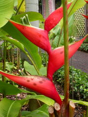 Heliconia stricta