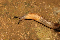 Tandonia