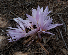 Colchicum hierosolymitanum