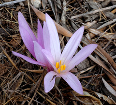 Colchicum hierosolymitanum