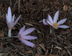 Colchicum hierosolymitanum