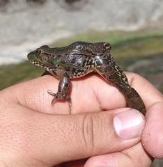 Lithobates spectabilis