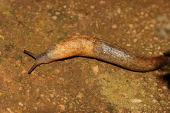 Tandonia