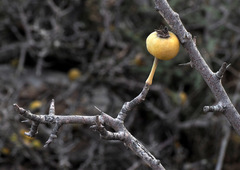 Pyrus syriaca