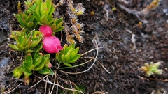 Disterigma empetrifolium