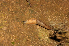 Tandonia