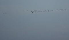 Anser brachyrhynchus