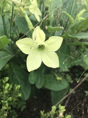Nicotiana
