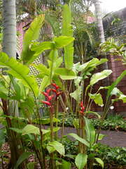 Heliconia stricta
