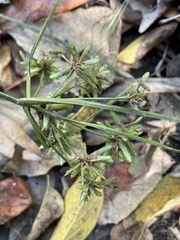 Cyperus ochraceus