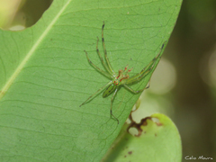 Lyssomanes bitaeniatus