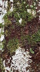 Xylobolus frustulatus