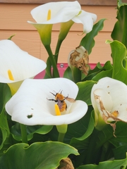 Bombus dahlbomii