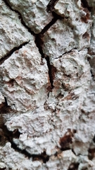 Xylobolus frustulatus