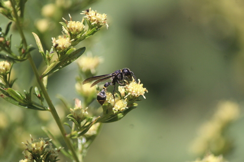Zethus nigricornis