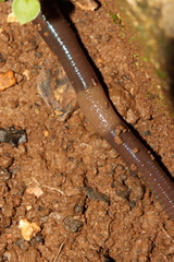 Aporrectodea trapezoides