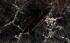 Noaea mucronata