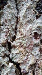 Xylobolus frustulatus