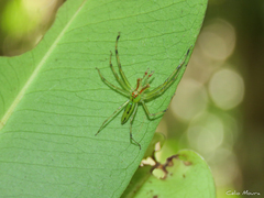 Lyssomanes bitaeniatus