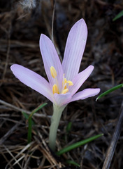 Colchicum stevenii