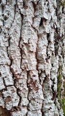 Xylobolus frustulatus