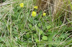 Ranunculus multiscapus