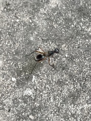 Taeniaptera trivittata