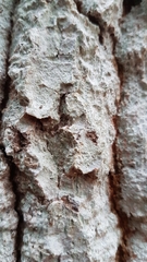 Xylobolus frustulatus