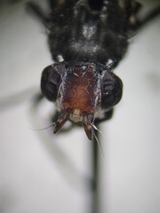 Otites