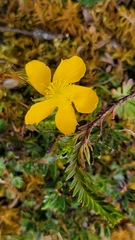Hypericum laricifolium