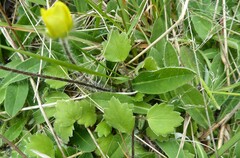 Ranunculus multiscapus