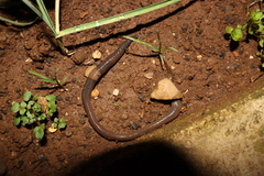 Aporrectodea trapezoides