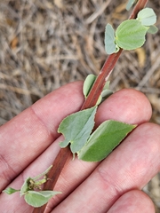 Abutilon trisulcatum