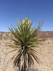 Yucca