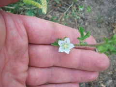 Anisodontea biflora