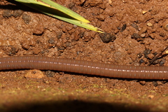 Aporrectodea trapezoides