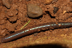 Aporrectodea trapezoides