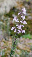 Valeriana microphylla