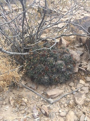 Coryphantha macromeris macromeris