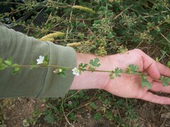 Anisodontea biflora