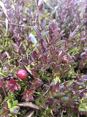 Vaccinium macrocarpon
